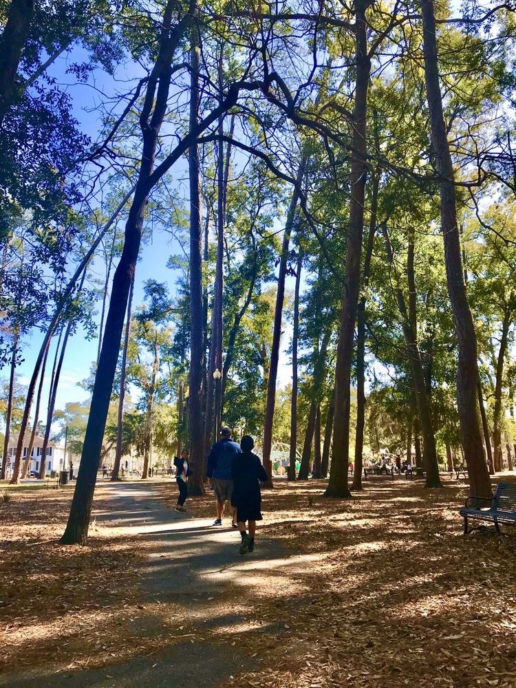 tree line pathway in park